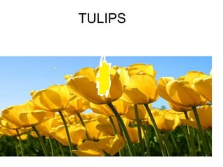 TULIPS