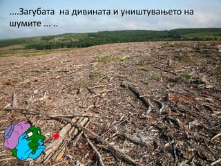 ....Загубата на дивината и уништувањето на
шумите ... ..
 