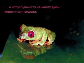 ….. и истребувањето на многу диви
животински видови.
 