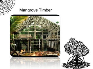 Mangrove Timber

 
