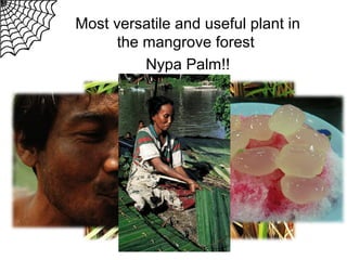 Most versatile and useful plant in
the mangrove forest
Nypa Palm!!

 
