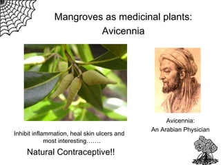Mangroves as medicinal plants:
Avicennia

Inhibit inflammation, heal skin ulcers and
most interesting…….

Natural Contraceptive!!

Avicennia:
An Arabian Physician

 