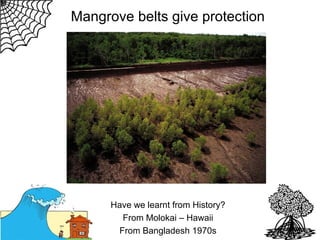 Mangrove belts give protection

Have we learnt from History?
From Molokai – Hawaii
From Bangladesh 1970s

 