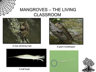 MANGROVES – THE LIVING
CLASSROOM

A tree climbing crab

A half beak

A giant mudskipper

 
