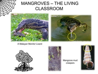 MANGROVES – THE LIVING
CLASSROOM

A Malayan Monitor Lizard

Mangrove mud
creepers

 