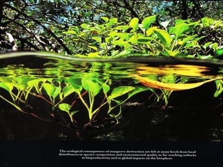 Mangrove conservation forum