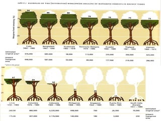 Mangrove conservation forum