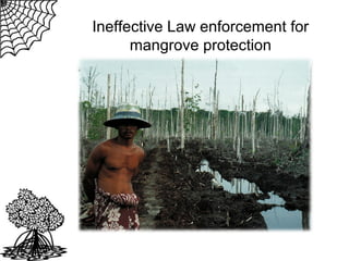 Ineffective Law enforcement for
mangrove protection

 