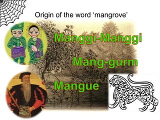 Origin of the word ‘mangrove’

 
