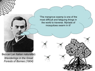 ‘The mangrove swamp is one of the
most difficult and fatiguing things in
the world to traverse. Myriads of
mosquitoes swarm in it!’

Beccari (an Italian naturalist)
Wanderings in the Great
Forests of Borneo (1904)

 