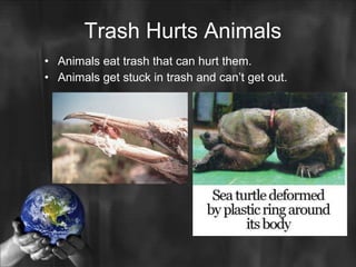 Trash Hurts Animals ,[object Object],[object Object]