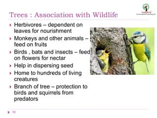 Trees : Association with Wildlife
10
 Herbivores – dependent on
leaves for nourishment
 Monkeys and other animals –
feed on fruits
 Birds , bats and insects – feed
on flowers for nectar
 Help in dispersing seed
 Home to hundreds of living
creatures
 Branch of tree – protection to
birds and squirrels from
predators
 