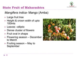 State Fruit of Maharashtra
Mangifera indica- Mango (Amba)
20
 Large fruit tree
 Height & crown width of upto
100mts
 Leaves –elliptic
 Dense cluster of flowers
 Fruit oval in shape
 Flowering season – December
to March
 Fruiting season – May to
September
 
