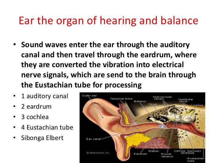 Ear The Organ Of Hearing And Balance