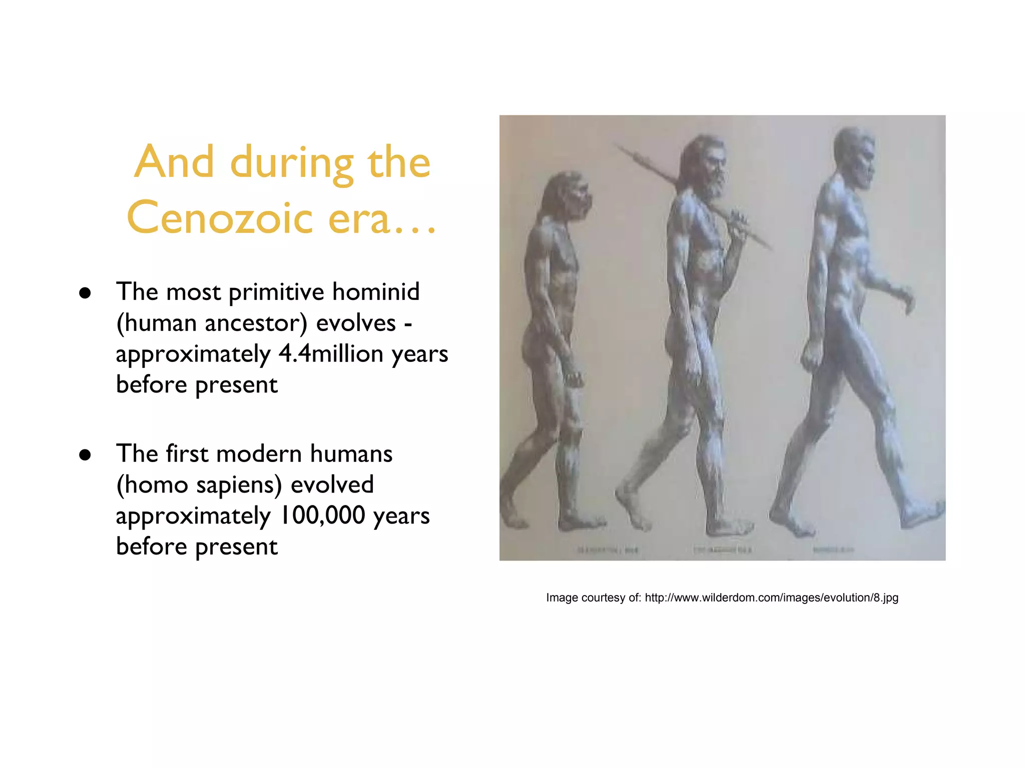 And during the Cenozoic era… The most primitive hominid (human ancestor) evolves - approximately 4.4million years before present The first modern humans (homo sapiens) evolved approximately 100,000 years before present Image courtesy of: http://www.wilderdom.com/images/evolution/8.jpg 