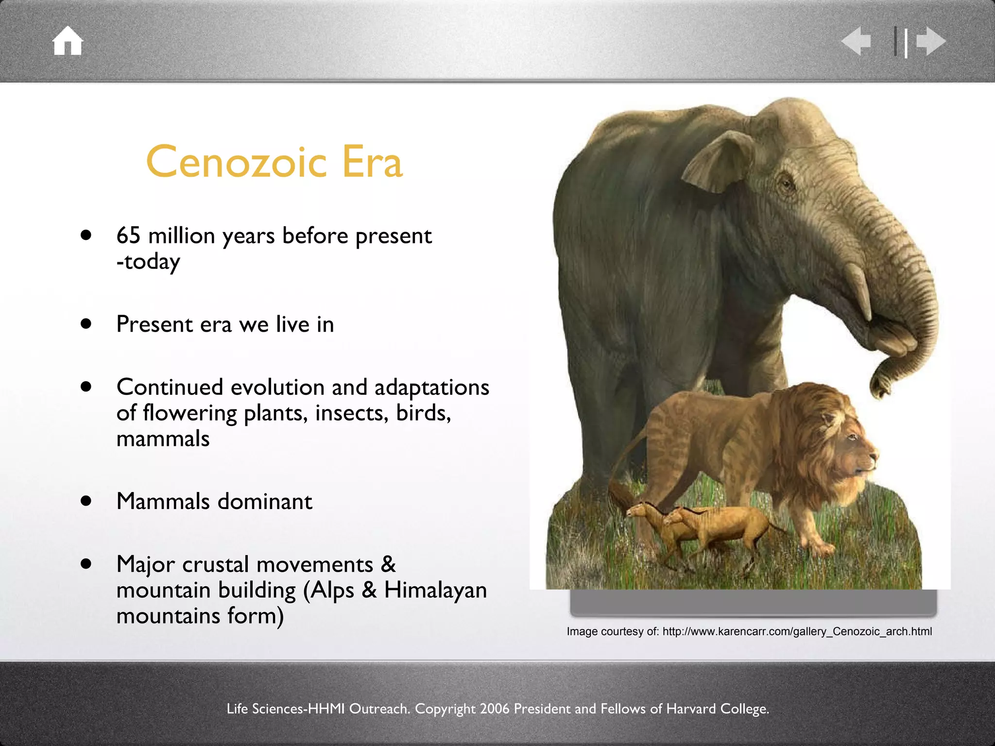 Cenozoic Era 65 million years before present -today Present era we live in Continued evolution and adaptations of flowering plants, insects, birds, mammals Mammals dominant Major crustal movements & mountain building (Alps & Himalayan mountains form)  Life Sciences-HHMI Outreach. Copyright 2006 President and Fellows of Harvard College. Image courtesy of: http://www.karencarr.com/gallery_Cenozoic_arch.html 