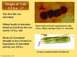 A Brief History of Life on Earth Geology Today | PPT