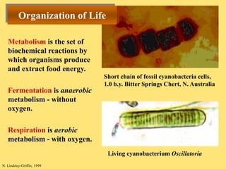 A Brief History of Life on Earth Geology Today | PPT