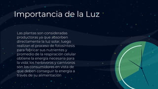 Importancia de la Luz
Las plantas son consideradas
productoras ya que absorben
directamente la luz solar, luego
realizan el proceso de fotosíntesis
para fabricar sus nutrientes y
promedio de la respiración celular
obtiene la energía necesaria para
la vida; los herbívoros y carnívoros
son los consumidores en vista de
que deben conseguir la energía a
través de su alimentación
 