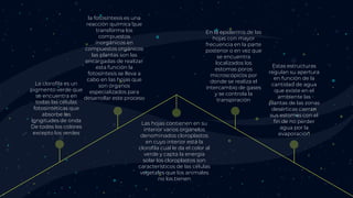 La clorofila es un
pigmento verde que
se encuentra en
todas las células
fotosintéticas que
absorbe las
longitudes de onda
De todos los colores
excepto los verdes
la fotosíntesis es una
reacción química que
transforma los
compuestos
inorgánicos en
compuestos orgánicos
las plantas son las
encargadas de realizar
esta función la
fotosíntesis se lleva a
cabo en las hojas que
son órganos
especializados para
desarrollar este proceso
Las hojas contienen en su
interior varios organelos
denominados cloroplastos
en cuyo interior está la
clorofila cual le da el color al
verde y capta la energía
solar los cloroplastos son
característicos de las células
vegetales que los animales
no los tienen
En la epidermis de las
hojas con mayor
frecuencia en la parte
posterior o en vez que
se encuentra
localizados los
estomas poros
microscópicos por
donde se realiza el
intercambio de gases
y se controla la
transpiración
Estas estructuras
regulan su apertura
en función de la
cantidad de agua
que existe en el
ambiente las
plantas de las zonas
desérticas cierran
sus estomas con el
fin de no perder
agua por la
evaporación
 