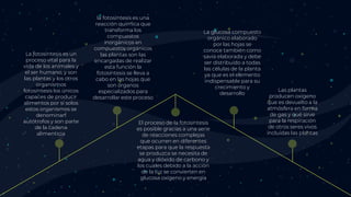 La fotosíntesis es un
proceso vital para la
vida de los animales y
el ser humano, y son
las plantas y los otros
organismos
fotosíntesis los únicos
capaces de producir
alimentos por sí solos
estos organismos se
denominan
autótrofos y son parte
de la cadena
alimenticia
la fotosíntesis es una
reacción química que
transforma los
compuestos
inorgánicos en
compuestos orgánicos
las plantas son las
encargadas de realizar
esta función la
fotosíntesis se lleva a
cabo en las hojas que
son órganos
especializados para
desarrollar este proceso
El proceso de la fotosíntesis
es posible gracias a una serie
de reacciones complejas
que ocurren en diferentes
etapas para que la respuesta
se produzca se necesita de
agua y dióxido de carbono y
los cuales debido a la acción
de la luz se convierten en
glucosa oxígeno y energía
La glucosa compuesto
orgánico elaborado
por las hojas se
conoce también como
savia elaborada y debe
ser distribuido a todas
las células de la planta
ya que es el elemento
indispensable para su
crecimiento y
desarrollo
Las plantas
producen oxígeno
que es devuelto a la
atmósfera en forma
de gas y qué sirve
para la respiración
de otros seres vivos
incluidas las plantas
 