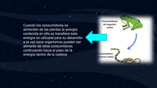 • Cuando los consumidores se
alimentan de las plantas la energía
contenida en ella se transfiere esta
energía es utilizada para su desarrollo
a la vez esos organismos pueden ser
alimento de otros consumidores
continuando hacia el paso de la
energía dentro de la cadena.
.
 