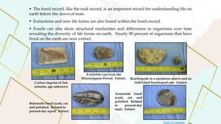  The fossil record, like the rock record, is an important record for understanding life on
earth before the dawn of man.
 Extinctions and new life forms are also found within the fossil record.
 Fossils can also show structural similarities and differences in organisms over time
revealing the diversity of life forms on earth. Nearly 90 percent of organisms that have
lived on the earth are now extinct.
Carbon imprint of fish
remains, age unknown
Belemnite fossil (cast), cut
and polished. Related to
present-day squid. Extinct.
Brachiopods in a sandstone matrix and an
individual brachiopod cast. Extinct.
A trilobite cast from the
Mississippian Period. Extinct.
Ammonite fossil
(cast), cut and
polished. Related
to present-day
snail. Extinct.
Table of Contents
 