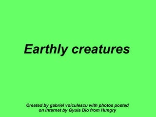 Earthly creatures   Created by gabriel voiculescu with photos posted on Internet by Gyula Dio from Hungry 