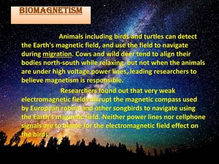 BIOMAGNETISM
Animals including birds and turtles can detect
the Earth's magnetic field, and use the field to navigate
during migration. Cows and wild deer tend to align their
bodies north-south while relaxing, but not when the animals
are under high voltage power lines, leading researchers to
believe magnetism is responsible.
Researchers found out that very weak
electromagnetic fields disrupt the magnetic compass used
by European robins and other songbirds to navigate using
the Earth's magnetic field. Neither power lines nor cellphone
signals are to blame for the electromagnetic field effect on
the birds,.
 