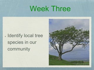Week Three
Identify local tree
species in our
community
 