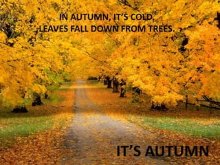 IN AUTUMN, IT’S COLD.
LEAVES FALL DOWN FROM TREES.

IT’S AUTUMN

 