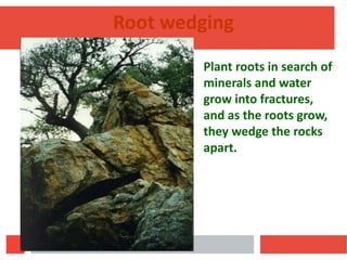Root Wedging Patterns EARTH PROCESSES unit 3.pptx