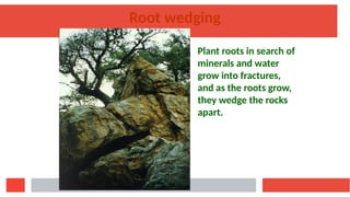 Root Wedging Stage EARTH PROCESSES internal and external processes, metamorphism.pptx