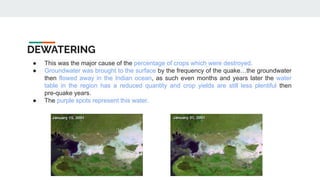 DEWATERING
● This was the major cause of the percentage of crops which were destroyed.
● Groundwater was brought to the surface by the frequency of the quake…the groundwater
then flowed away in the Indian ocean, as such even months and years later the water
table in the region has a reduced quantity and crop yields are still less plentiful then
pre-quake years.
● The purple spots represent this water.
 
