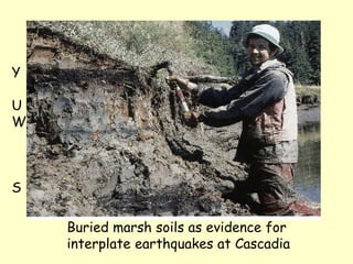 Buried marsh soils as evidence for
interplate earthquakes at Cascadia
Y
U
W
S
 