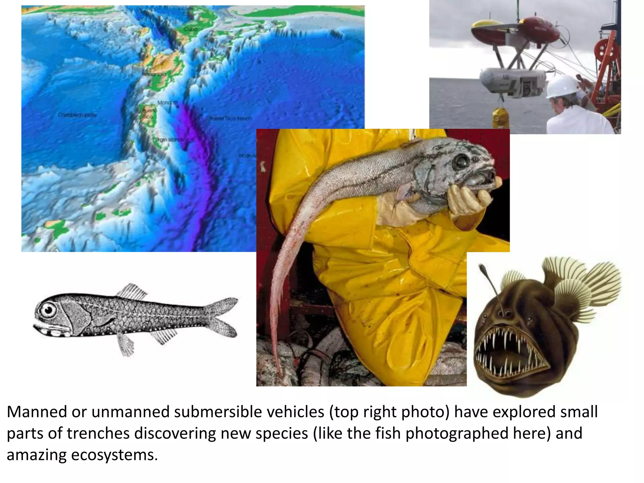 Manned or unmanned submersible vehicles (top right photo) have explored small
parts of trenches discovering new species (like the fish photographed here) and
amazing ecosystems.
 
