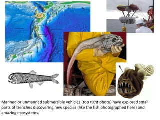 Manned or unmanned submersible vehicles (top right photo) have explored small
parts of trenches discovering new species (like the fish photographed here) and
amazing ecosystems.
 