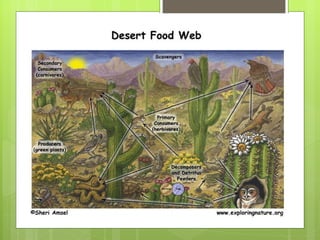 Desert Food Web 