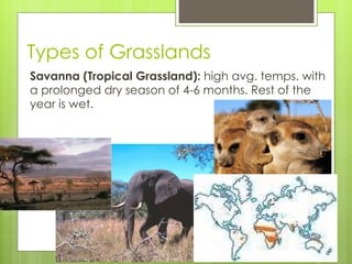 Types of Grasslands Savanna (Tropical Grassland):  high avg. temps. with a prolonged dry season of 4-6 months. Rest of the year is wet. 