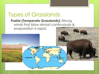 Types of Grasslands Prairie (Temperate Grasslands):  Strong winds that blow almost continuously & evaporation is rapid. 