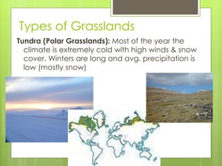 Types of Grasslands Tundra (Polar Grasslands):  Most of the year the climate is extremely cold with high winds & snow cover. Winters are long and avg. precipitation is low (mostly snow) 