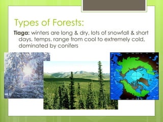 Types of Forests: Tiaga:  winters are long & dry, lots of snowfall & short days, temps. range from cool to extremely cold, dominated by conifers 