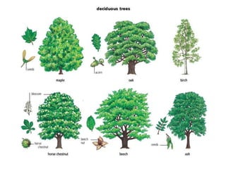 Earth’s Biomes Notes with diagrams and images | PDF