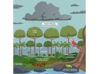 Biomes Notes.pdf Earth’s Biomes Notes with diagrams and images | PDF
