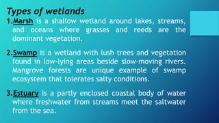 Types of wetlands
1.Marsh is a shallow wetland around lakes, streams,
and oceans where grasses and reeds are the
dominant vegetation.
2.Swamp is a wetland with lush trees and vegetation
found in low-lying areas beside slow-moving rivers.
Mangrove forests are unique example of swamp
ecosystem that tolerates salty conditions.
3.Estuary is a partly enclosed coastal body of water
where freshwater from streams meet the saltwater
from the sea.
 