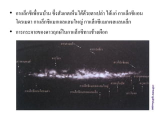 •กาแล็กซีเพื่อนบ้าน ซึ่งสังเกตเห็นได้ด้วยตาเปล่า ได้แก่ กาแล็กซีแอน โดรเมดา กาแล็กซีแมกเจลแลนใหญ่ กาแล็กซีแมกเจลแลนเล็ก 
•การกระจายของดาวฤกษ์ในกาแล็กซีทางช้างเผือก  