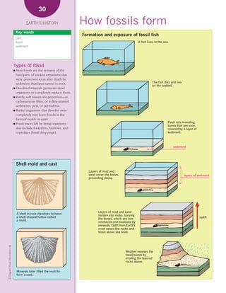 *02 Earths history (26-56).qxd                                           12/12/08   11:07 AM   Page 30




                                                          30

                                                 EARTH’S HISTORY                      How fossils form
                                         Key words
                                                                                       Formation and exposure of fossil fish
                                         cast
                                         fossil                                                                                  A fish lives in the sea.
                                         sediment




                                        Types of fossil
                                        ● Most  fossils are the remains of the
                                          hard parts of ancient organisms that
                                          were preserved soon after death by
                                          sediments that later turned to rock.                                                              The fish dies and lies
                                                                                                                                            on the seabed.
                                        ● Dissolved minerals permeate dead
                                          organisms or completely replace them.
                                        ● Rarely, soft tissues are preserved—as
                                          carbonaceous films, or in fine-grained
                                          sediments, peat, or permafrost.
                                        ● Buried organisms that dissolve away
                                          completely may leave fossils in the
                                          form of molds or casts.
                                        ● Fossil traces left by living organisms
                                                                                                                                                        Flesh rots revealing
                                                                                                                                                        bones that are soon
                                          also include footprints, burrows, and                                                                         covered by a layer of
                                          coprolites (fossil droppings).                                                                                sediment.



                                                                                                                                                            sediment




                                         Shell mold and cast
                                                                                           Layers of mud and
                                                                                           sand cover the bones,                                                     layers of sediment
                                                                                           preventing decay.




                                                                                                 Layers of mud and sand
                                          A shell in rock dissolves to leave
                                                                                                 harden into rocks, burying
                                          a shell-shaped hollow called                                                                                                          uplift
                                                                                                 the bones, which are now
                                          a mold.
                                                                                                 reinforced and fossilized by
                                                                                                 minerals. Uplift from Earth’s
                                                                                                 crust raises the rocks and
                                                                                                 fossil above sea level.
    © Diagram Visual Information Ltd.




                                                                                                                      Weather exposes the
                                                                                                                      fossil bones by
                                                                                                                      eroding the layered
                                                                                                                      rocks above.


                                          Minerals later filled the mold to
                                          form a cast.
 