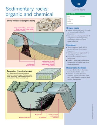 *03 Earths rocks (57-106).qxd        12/12/08      11:10 AM    Page 81




                                                                                                                        81

      Sedimentary rocks:                                                                                          EARTH’S ROCKS


      organic and chemical                                                                                Key words
                                                                                                          coal              sediment
                                                                                                          coral
                                                                                                          evaporite
        Shelly limestone (organic rock)                                                                   lignite
                                                                                                          limestone


                   living corals of the    dead coral                                                 Organic rocks
                        upper reef just   base of reef
                    below the surface                                                                 ● Organic sediments produce the rocks
                                                                                                        we know as coals and shelly
                                                                                                        limestones.
                                                                                                      ● Coal forms as overlying sediments of
                                                                                                        compact dead swamp vegetation,
                                                                                                        converting it first to peat, then
                                                                                                        lignite, then coal.

                                                                                                      Limestone
                                                                                                      ● Marine organisms’ shells rich in
                                                                                                        calcium carbonate form organic
                                                                                                        limestones.
                                                                                                      ● Reef limestones are largely made of
                                                                                                        coral polyps’ skeletons.
                                                                                                      ● Coquina is a cemented mass of
                                                                                                        shelly debris.
                                                                                                      ● Chalk is a white powdery limestone
                                                                      debris from the reef
                                                                       and the remains of               formed from coccoliths—the shells
                                           coral broken              deeper-water animals               of microorganisms.
                                          from the reef                         and plants
                                                                                                      Rocks from chemicals
                                                                                                      ● Some rocks form from chemicals
        Evaporites (chemical rocks)                                                                     formerly dissolved in water.
        In a deepwater sea basin evaporation                                                          ● Examples are oolitic limestone,
        outstrips freshwater input. The basin water                                                     dolomite, gypsum, and halite (rock
        grows denser and sinks until evaporites are
        precipitated in the sequence a, b, c.                                                           salt). These last three form one after
                                                                                                        another as evaporites.




                                                                                                                                                 © Diagram Visual Information Ltd.




                                                          b gypsum              barrier sill partly
                                                                                   shuts out the
                            c halite (rock salt)               a dolomite               open sea
 