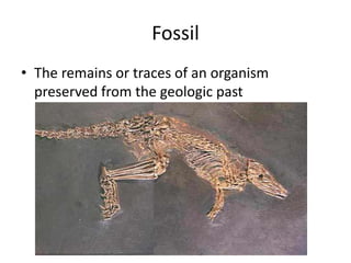 Fossil
• The remains or traces of an organism
preserved from the geologic past
