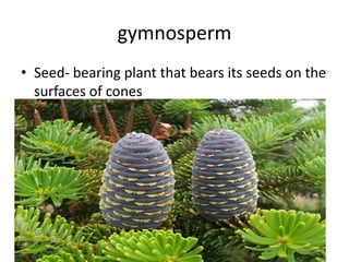 gymnosperm
• Seed- bearing plant that bears its seeds on the
  surfaces of cones
 